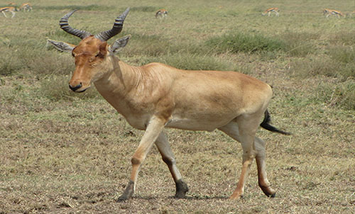 JACKSON HARTEBEEST  